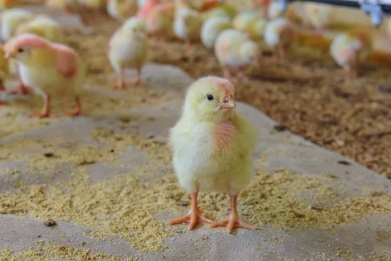 Livres de hormônio

Todas as aves são criadas livres de hormônios e promotores de crescimento e são vacinadas seguindo um rígido controle, de acordo com a legislação brasileira.

Boletim Sanitário

O veterinário responsável assina o Boletim Sanitário, documento que atesta que o lote está saudável e adequado para a produção de alimentos.